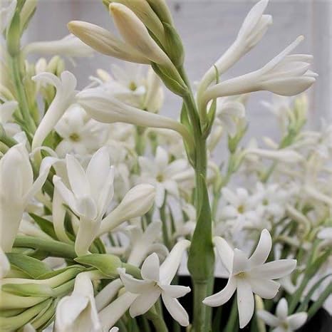 Shop 360 Garden Rajnighandha Or Tuberose Flower Bulbs White Pack Of 20 Bulbs Amazon In Garden Outdoors