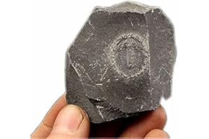 zonzxcv The Zhang’s Trilobite Fossil from Hunan of China 450 Million Years Ago Length 0.4"