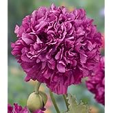 Caribou Seed Company | Purple Peony Poppy | 350-400 Seeds | Double Purple Blooms | Fresh Canadian Seed