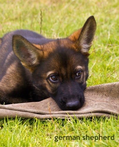 German Shepherd: A Gift Journal for People who Love Dogs: German Shepherd Puppy Edition (So Cute Puppies)