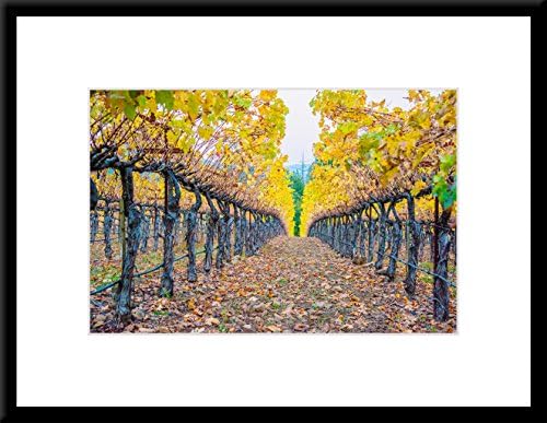 Fall Color Napa Valley Vineyard - Framed Art Print on Sale (18" x 24" Photographic Print Black Wood Frame and White Mat)