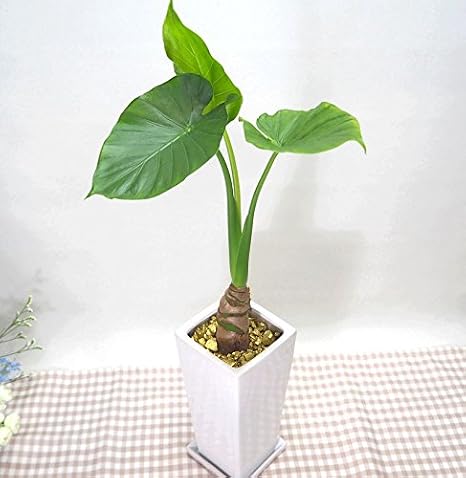 Amazon 花想久里 はなおくり クワズイモ ４寸 陶器鉢 引っ越し祝い 開店祝い ギフト スリム な姿が 魅力 丈夫 観葉植物 観葉植物 オンライン通販