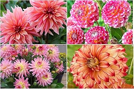 FERNSFLY Flower Bulbs IMP. Dahlia | Dhalia | Dahalia Perennial Flower Bulbs Excellent Quality Attractive Aromatic Flower Home Outdoor Gardening Flowering Bulbs (Pack Of 6 Mutli Collection)