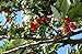 Coffee Fruit Tea, cascara, by Twin Engine Coffee | makes 30 cups | Nicaragua's Coffee, WHOLE DRIED COFFEE FRUIT for cold or hot brew