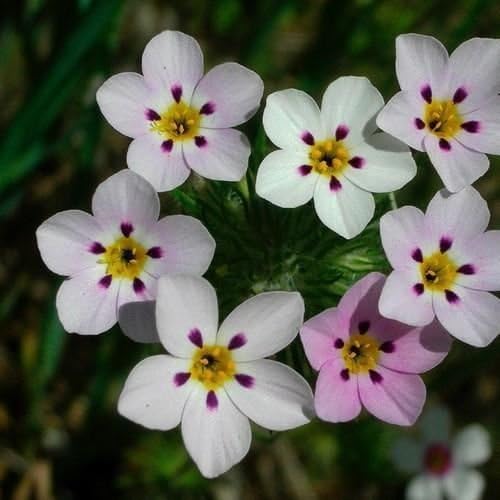 False Baby Stars Ground Cover Seeds (Leptosiphon French Hybrids Mix) 200+Seeds