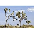 Joshua Tree Seeds - 10 Seeds to Grow - Highly Prized Joshua Tree - Made in USA, Ships from Iowa