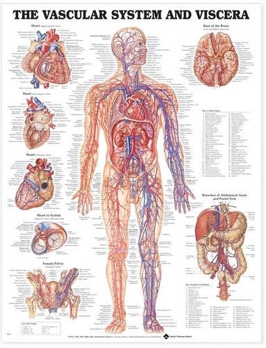 Vascular System and Viscera Anatomical Chart - //medicalbooks.filipinodoctors.org