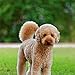 Poodles 2018 16 Month Wall Calendar 12 x 12 inches Bright Day Calendars Publishing