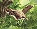 Folkmanis Flying Squirrel Hand Puppet, Brown