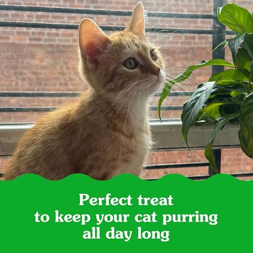 GREENIES FELINE SMARTBITES HEALTHY KITTEN TREATS FOR INDOOR KITTENS, CRUNCHY AND SOFT NATURAL CAT TREATS, CHICKEN FLAVOR, 16 OZ. TUB