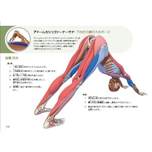 図解YOGAアナトミー:アーサナ編 - 医師が教えるヨガの機能解剖学