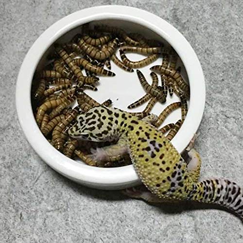 3 SLSON+Reptile+Ceramics+Mealworm+Terrestrial
