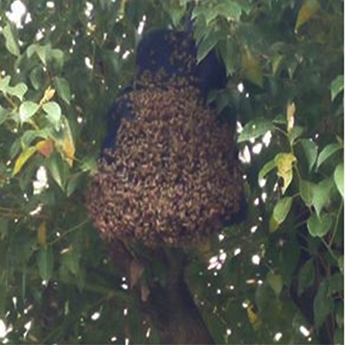 Katoot@ Cloth Bee Cage Black 3 layers Cage Shoot Wild Hooded Cage Insect Farm Animals Supplies Beekeeping Tools Apiculture Accessories