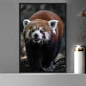 signwin Framed Canvas Wall Art Red Panda Animals...