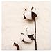 Darget Cotton Stems - 29