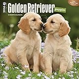 Golden Retriever Puppies - 2016 Calendar 12 x 12in