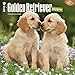 Golden Retriever Puppies - 2016 Calendar 12 x 12in