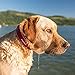 EzyDog Neo Dog Collar - Waterproof & Reflective Dog Collar with Soft Padded Neoprene for Comfort & Durable Nylon – Features Quick Release Buckle and Built-in ID Clip (Large, Orange)