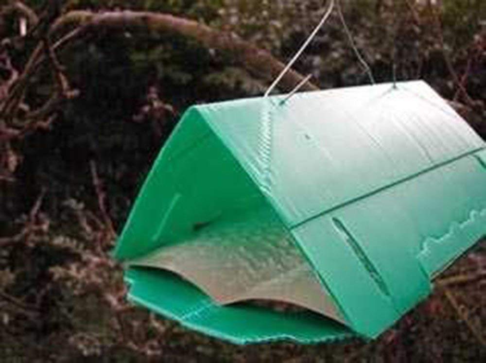 2XPheromone Codling Moth Trap Amazon.co.uk DIY & Tools