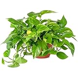 AMERICAN PLANT EXCHANGE Golden Pothos Easy Care Live Plant, 6" Pot, Green