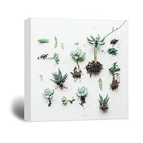 Square Canvas Wall Art - Various Types of Succulent Plants - Giclee Print Gallery Wrap Modern Home Art Ready to Hang - 12x12 inches