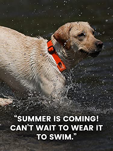 chain reaction collar