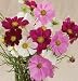Flower Cosmos Versailles Mix D1095 (Multi Color) 50 Open Pollinated Seeds by David's Garden Seeds