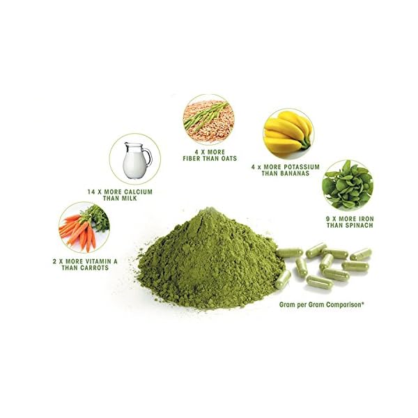 Premium Raw Bio Moringa Oleifera Blattpulver â zertifiziert und hÃ¶chste QualitÃ¤t (250 Gramm) – Bild 4