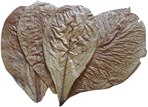 x15 Indian Almond Leaves Large Catappa 17cm+ A+ Grade For Betta Fish &amp; Shrimps