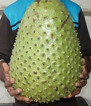 Home Garden Soursop Annona Muricata Fruit Tree Guanabana Live Plant 1ft Potted Organic Plants Seedlings Home Garden Soursop Annona Muricata Fruit Tree Guanabana Live Plant 1ft Potted Organic Plants Seedlings