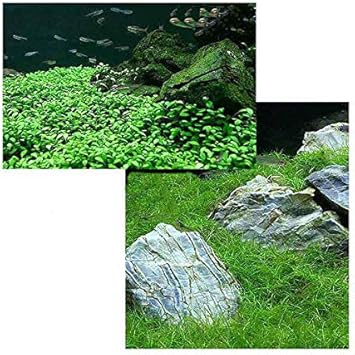 Amazon 水草 前景 水上葉 無農薬 ２種セット グロッソスティグマ 半パック分 ヘアーグラス ショート １束分 北海道航空便要保温 Charm チャーム 生体水草 通販