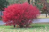 50 BURNING BUSH Kochia Scoparia Shrub Seeds