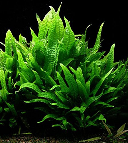 DK Aquatics - Java Fern Microsorium pteropus Live Aquarium Plants Aquatic Plant Fish Tank (10)