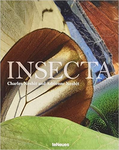 insecta-nesbit