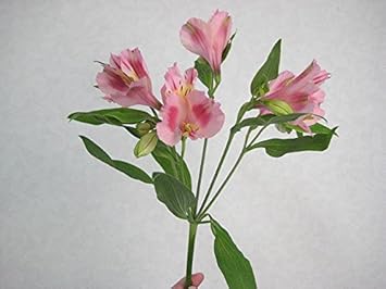 Amazon Co Jp アルストロメリア 生花 切り花 プッチーニ Pw レベッカなど 桃色 5本 ホーム キッチン