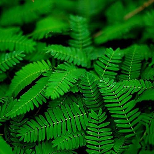 Rosepoem Sensitive Plant Seeds Mimosa Pudica Moving Plant Shy Plant Shameful Plant Touch-me-not Plant Seeds