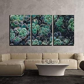 Closeup of Succulents x3 Panels