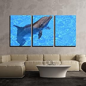 a Lovely Dolphin in The Water x3 Panels