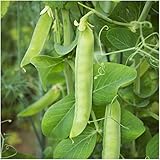 Package of 150 Seeds, Sugar Sprint Pea