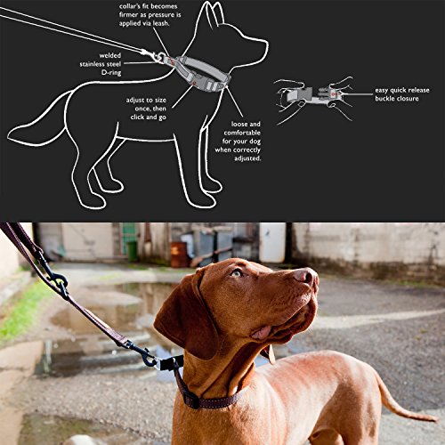 EzyDog Checkmate MartingaleStyle Premium Nylon Safety Training and