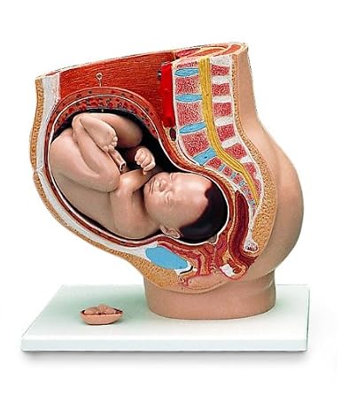 3B Scientific Human Anatomy - Pregnancy Pelvis Model, 3 Part