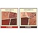 [Holika Holika] Lazy & Joy Gudetama Cupcake Eye Paltte Shadow (02 Tiramisu)