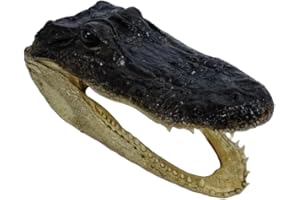 JUNE BUG'S CAJUN GIFTS LLC. June Bug's Cajun Gifts - American Alligator Head (6-7 Inch) Authentic Louisiana Wildlife Taxidermy