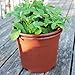 Grow Your Own Potatoes Pot, 2-Piece Plastic Container (Brown)