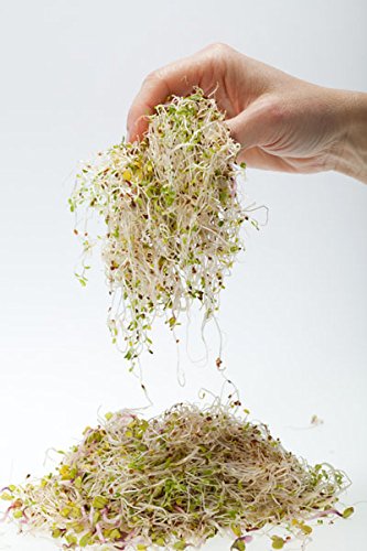 Alfalfa Sprouts - seeds