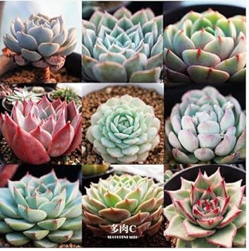FLORAL TREASURE Echeveria Species Mix Succulent Seeds (10 Seeds)