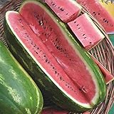 Jubilee Sweet Watermelon Seeds, 75+ Premium Heirloom Seeds,Giant Long Watermelons Full of Flavor!, Popular & Top Seller!, (Isla's Garden Seeds), Non GMO, 85% Germination Rates, Highest Quality