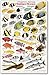 Indian Ocean: Fishwatchers Fish Guide for Maldives, Seychelles, Kenya
