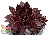 Chocolate Kiss Hens & Chicks - Sempervivum - Indoors/Out - 3.5