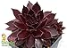 Chocolate Kiss Hens & Chicks - Sempervivum - Indoors/Out - 3.5" Pot-Chick Charms